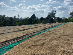 Ethiopia Gotae Sodu