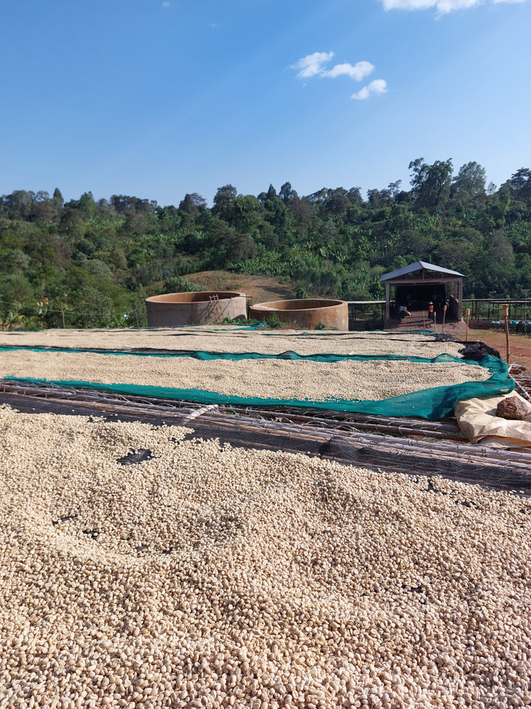 Ethiopia Gotae Sodu