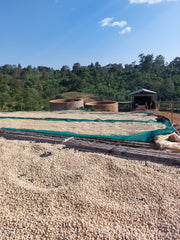 Ethiopia Gotae Sodu
