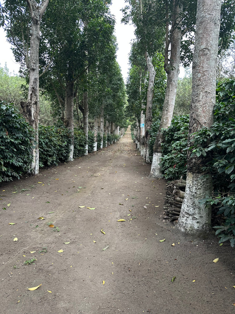 Guatemala Finca Medina