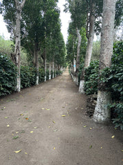 Guatemala Finca Medina