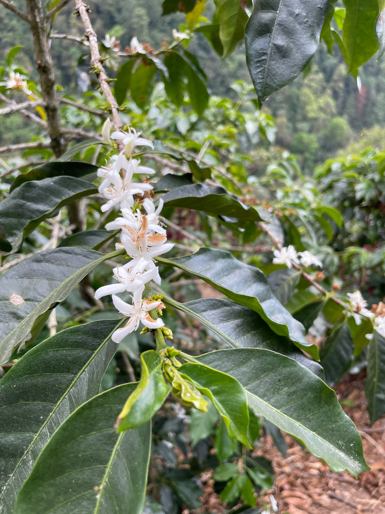 Guatemala Highland Co-Op