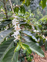 Guatemala Highland Co-Op