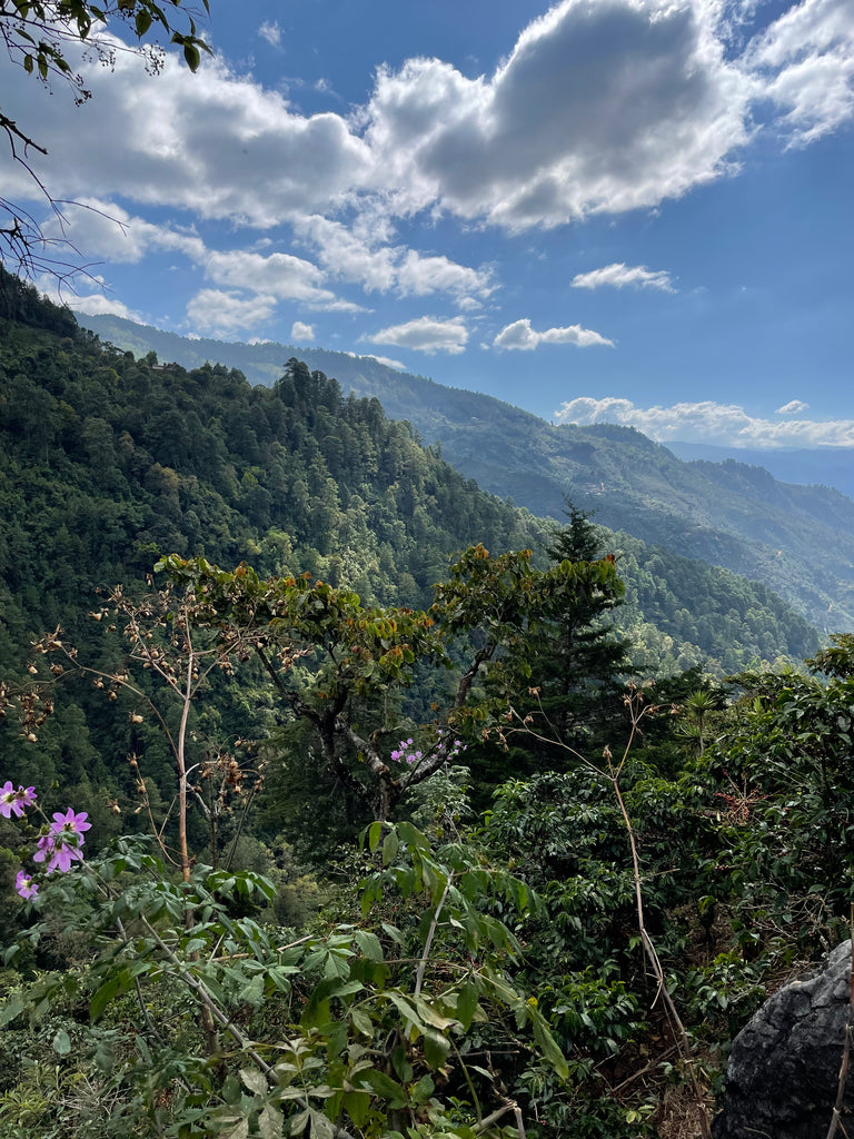 Guatemala Highland Co-Op
