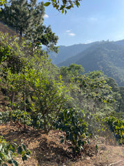 Guatemala Rubén Lázaro