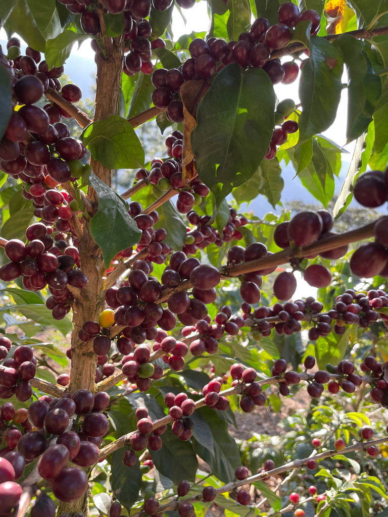 Guatemala Highland Co-Op