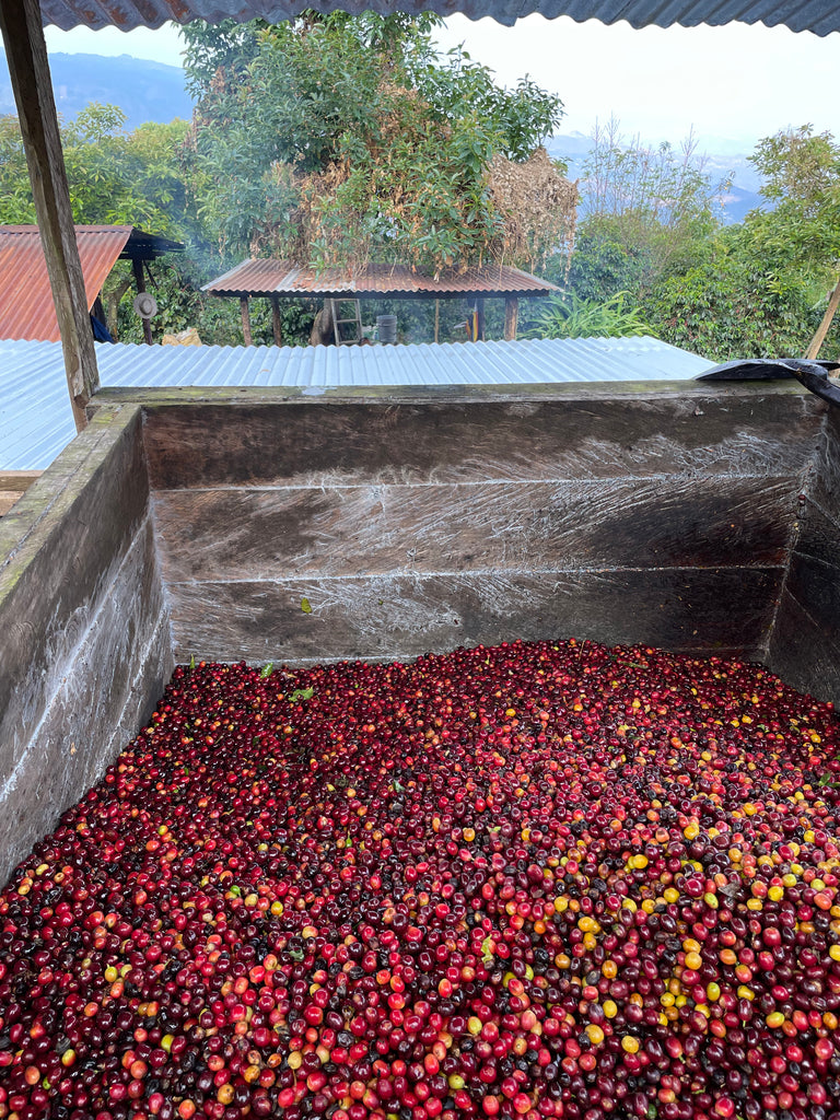 Guatemala Highland Co-Op