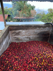 Guatemala Highland Co-Op