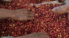 Ethiopia Gogogu #4