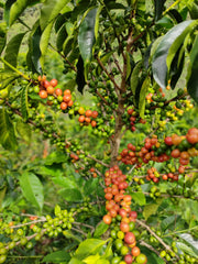 Colombia Jhoan Vergara Pink Bourbon