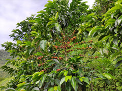 Colombia Jhoan Vergara Pink Bourbon