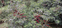 Ethiopia Gogogu #4