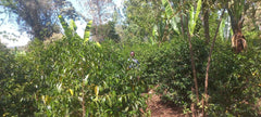 Ethiopia Gogogu #4